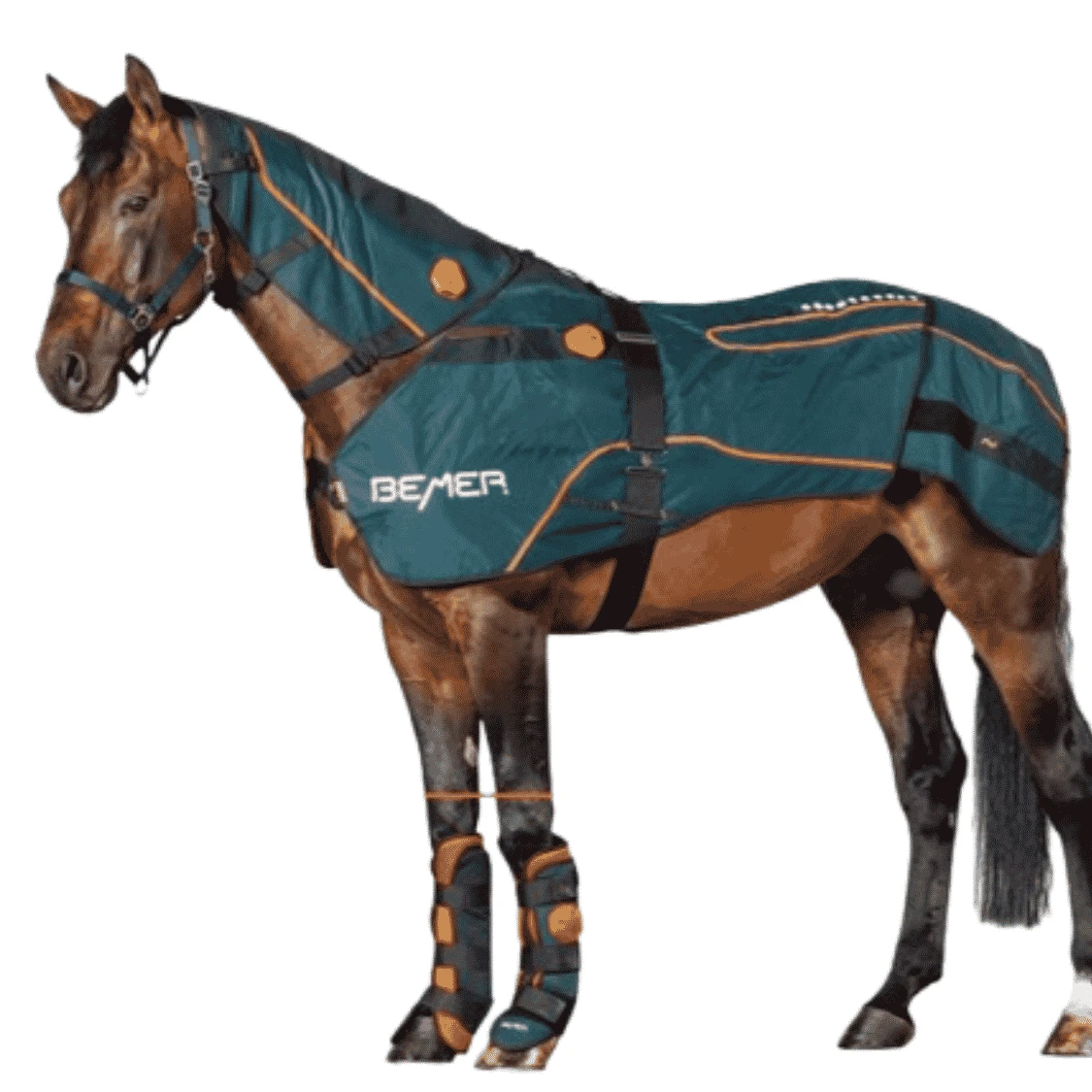 bemer-horse