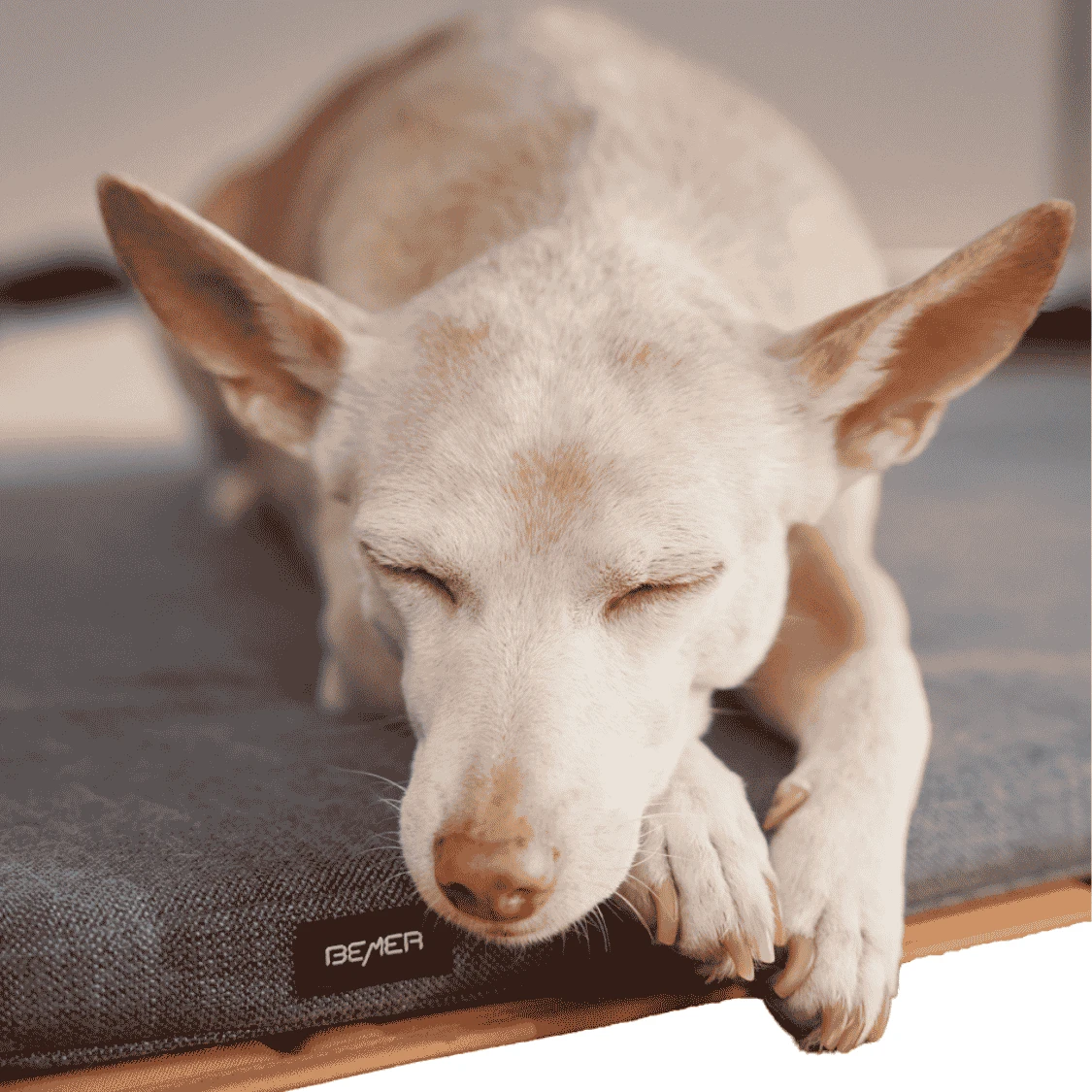 bemer-dog